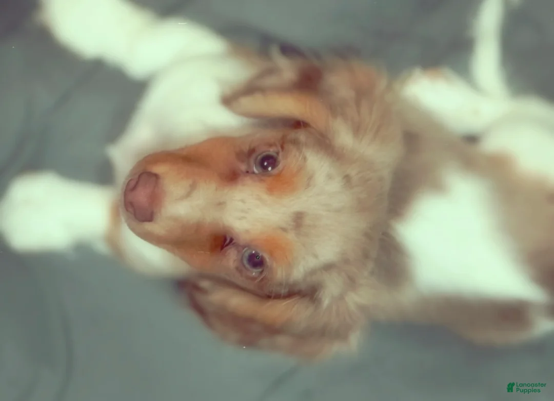 Dachshund dogs for sale: Dachshund Puppy 1 - Ad 2