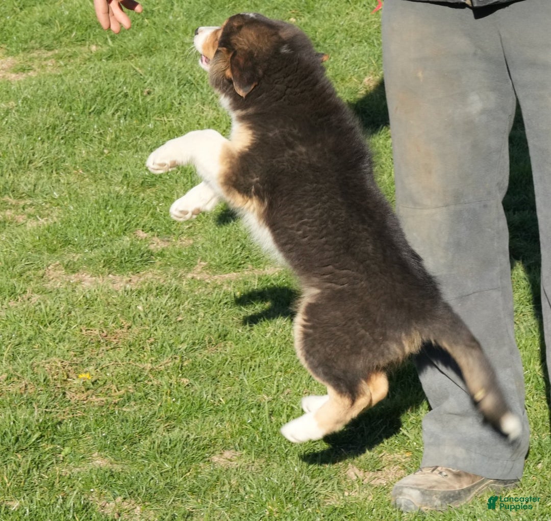 Australian Shepherd dogs for sale: Sabrina - Ad 3