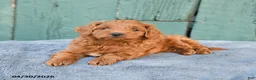 Mini Goldendoodle dogs for sale: Ruby - Ad 3