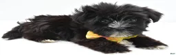 Morkie dogs for sale: Walker - Ad 3