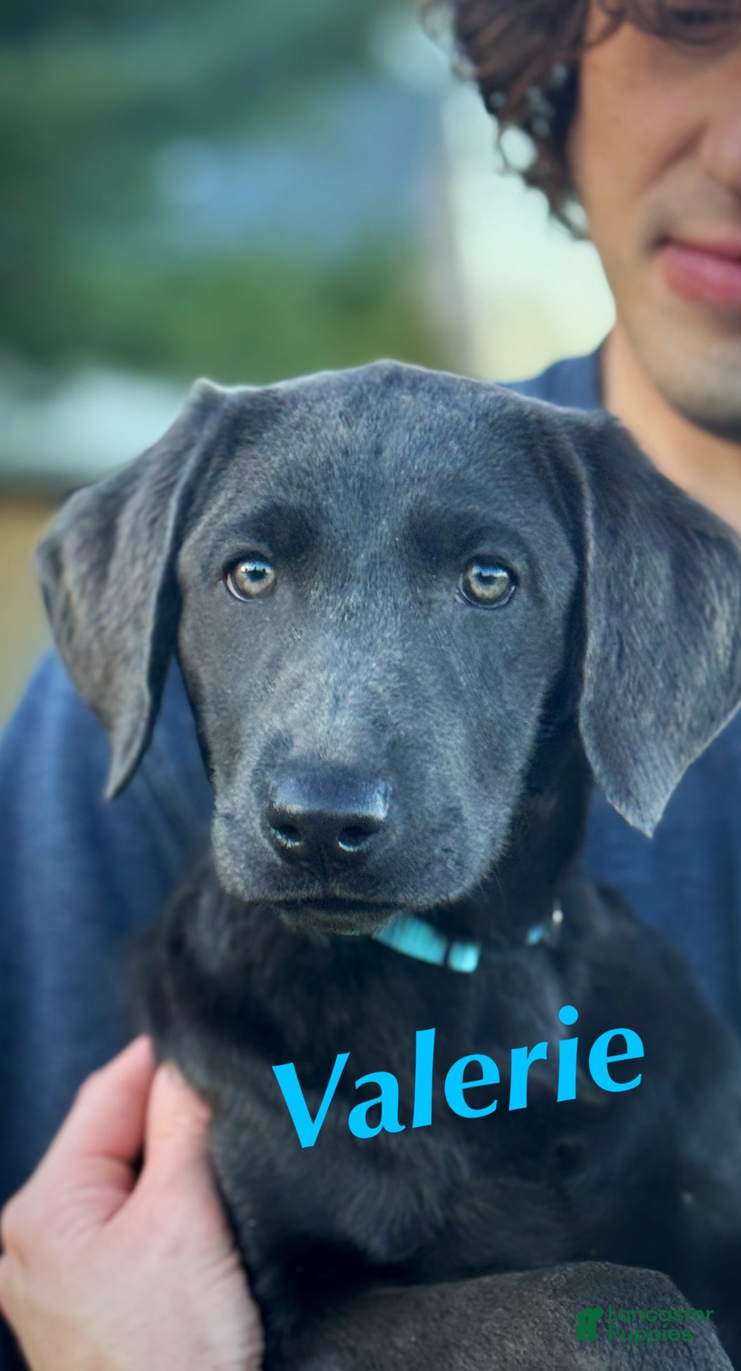 Labrador Retriever dogs for sale: Labrador Retriever Puppy 1 - Ad 6