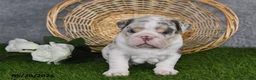 English Bulldog dogs for sale: Hunter - Ad 3