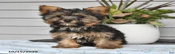 Yorkshire Terrier dogs for sale: Simon - Ad 5