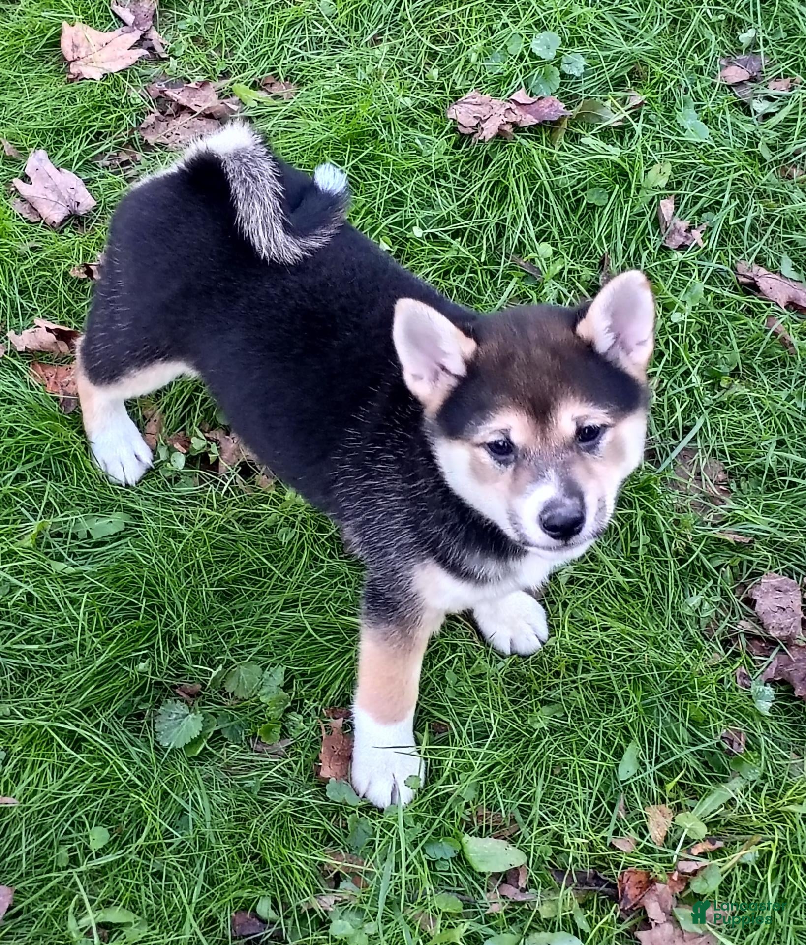 Shiba Inu dogs for sale: Keno Ready now  - Ad 2