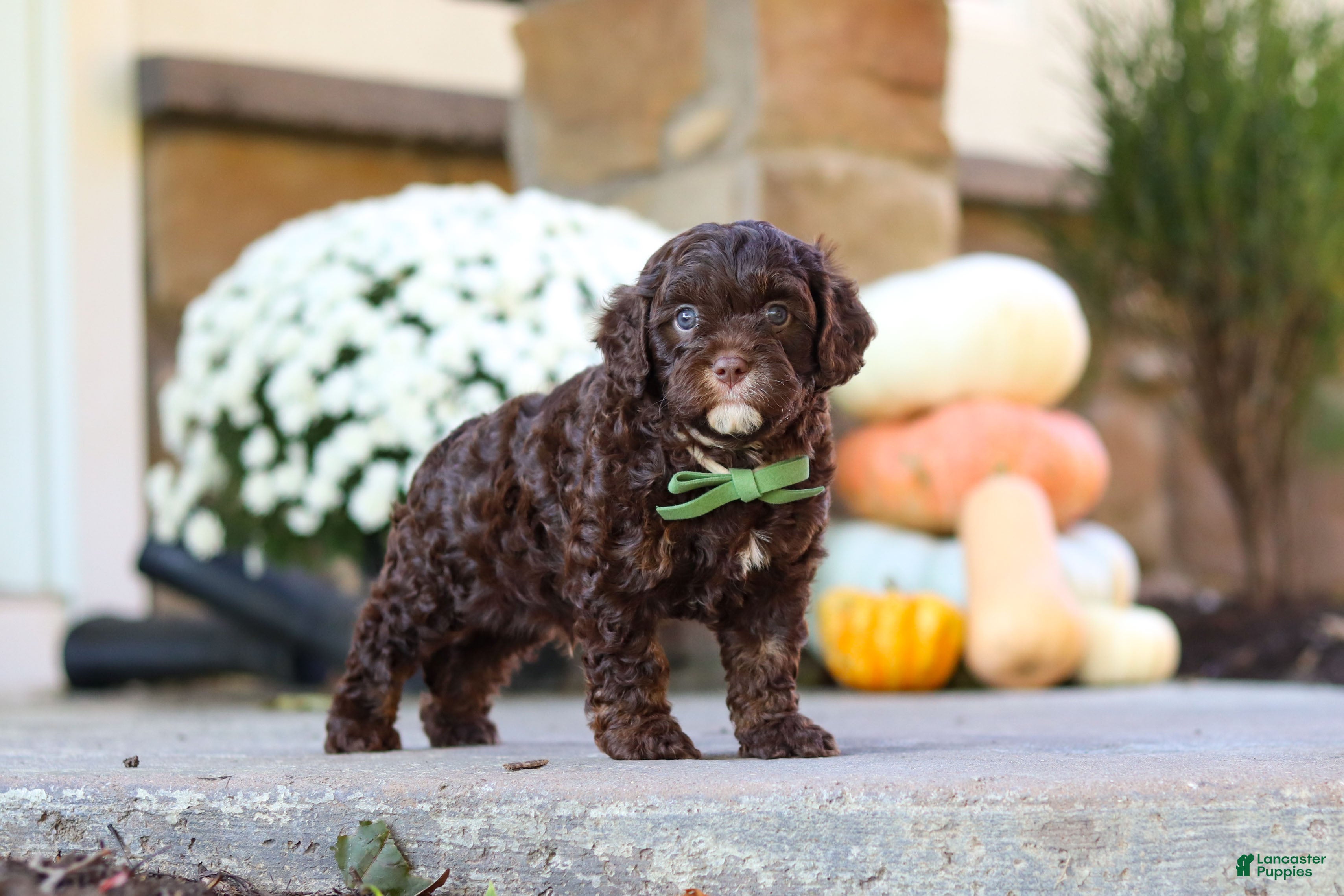 Cavapoo dogs for sale: Copper - Ad 1