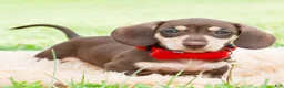 Miniature Dachshund dogs for sale: Theodore - Ad 5