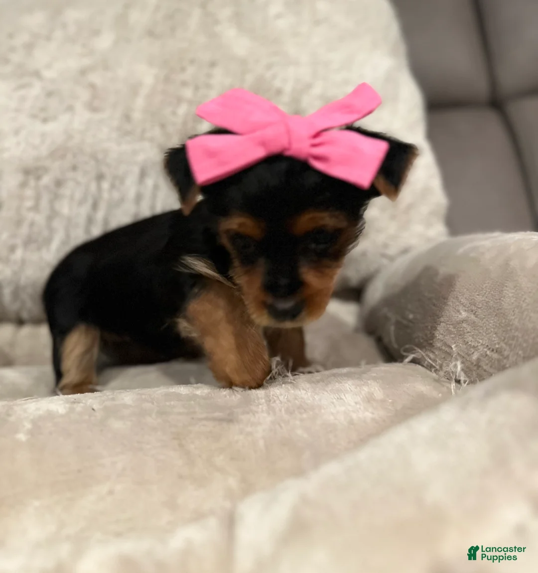 Yorkshire Terrier dogs for sale: Aria-POTTY And CRATE TRAINING NOW HOME RAISED - Ad 3