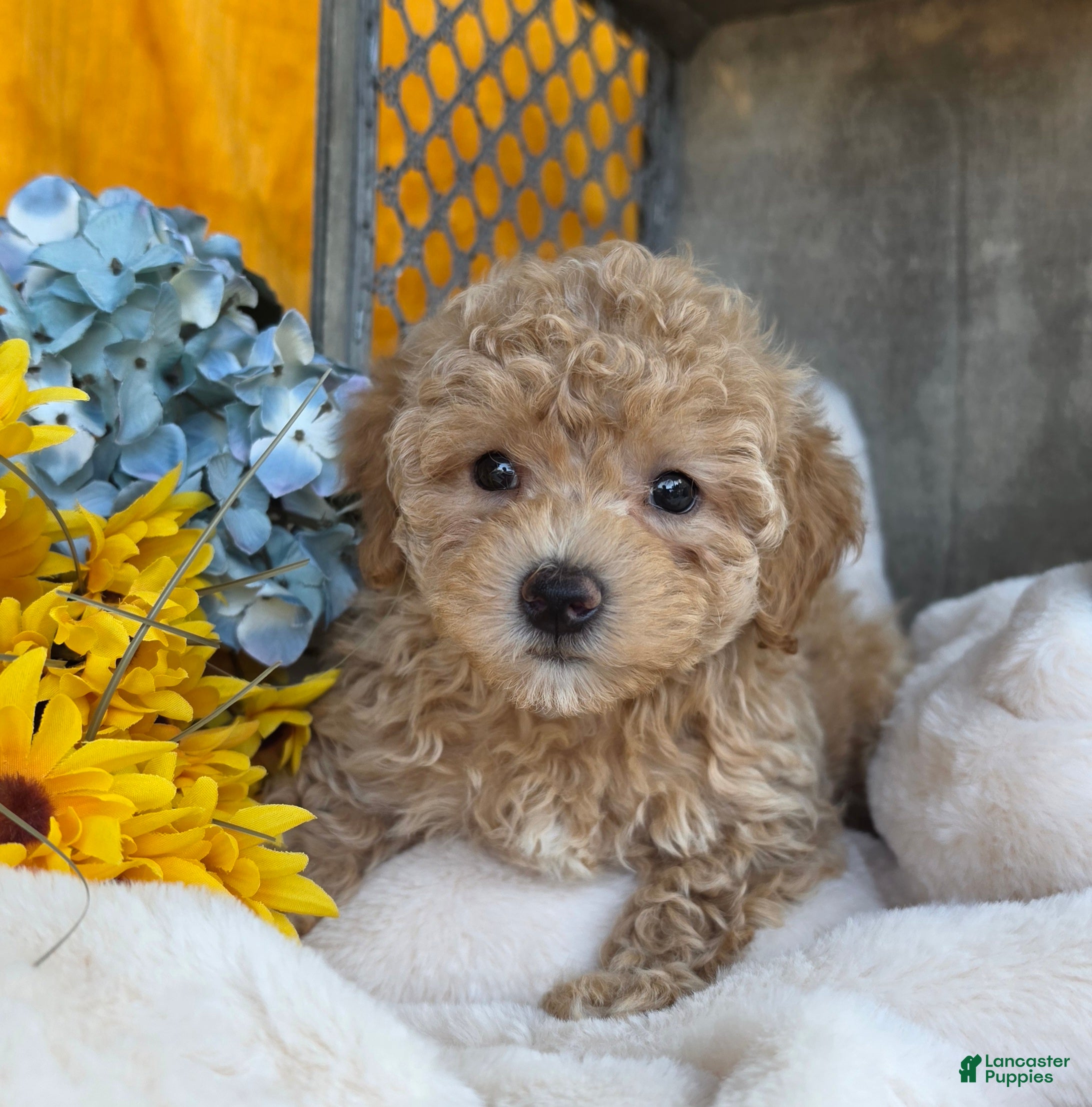 Toy Poodle dogs Ricky - Ad 1