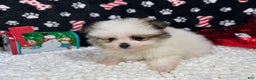 Pomeranian dogs for sale: Pomeranian Puppy 2 - Ad 3