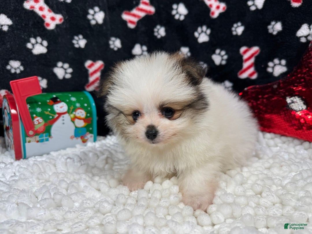 Pomeranian dogs for sale: Pomeranian Puppy 2 - Ad 3