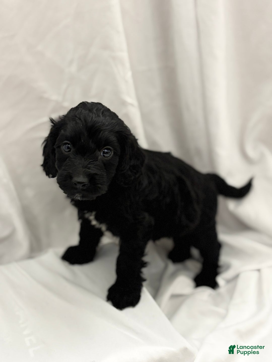 Cockapoo dogs for sale: Elroy  - Ad 3