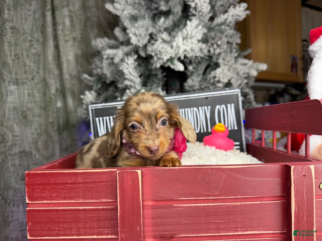 Miniature Dachshund dogs for sale: Ch bred Russian pea clear akc - Ad 12