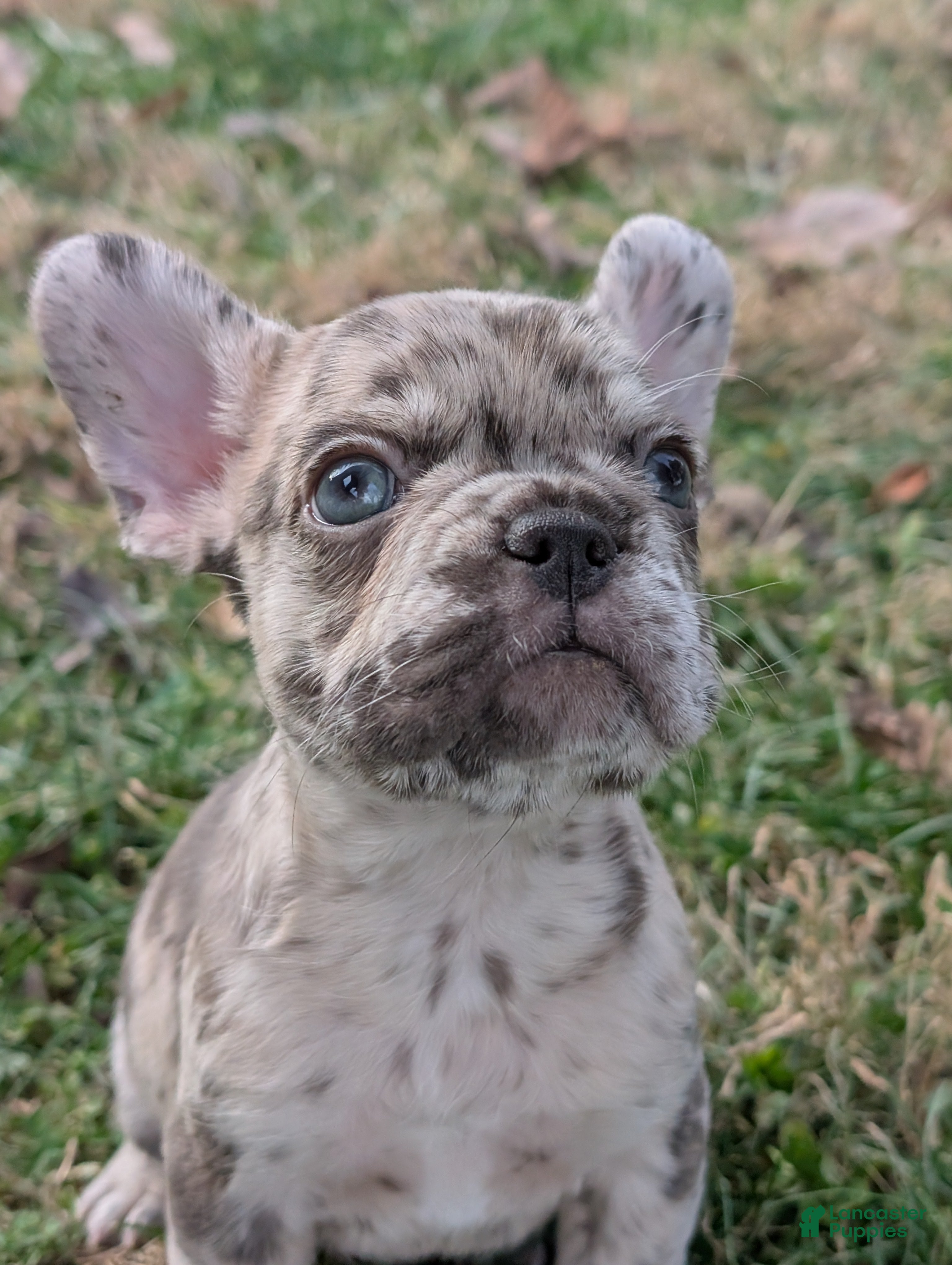 French Bulldog dogs for sale: Calico - Ad 4