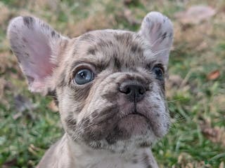 French Bulldog dogs Calico - Ad 7