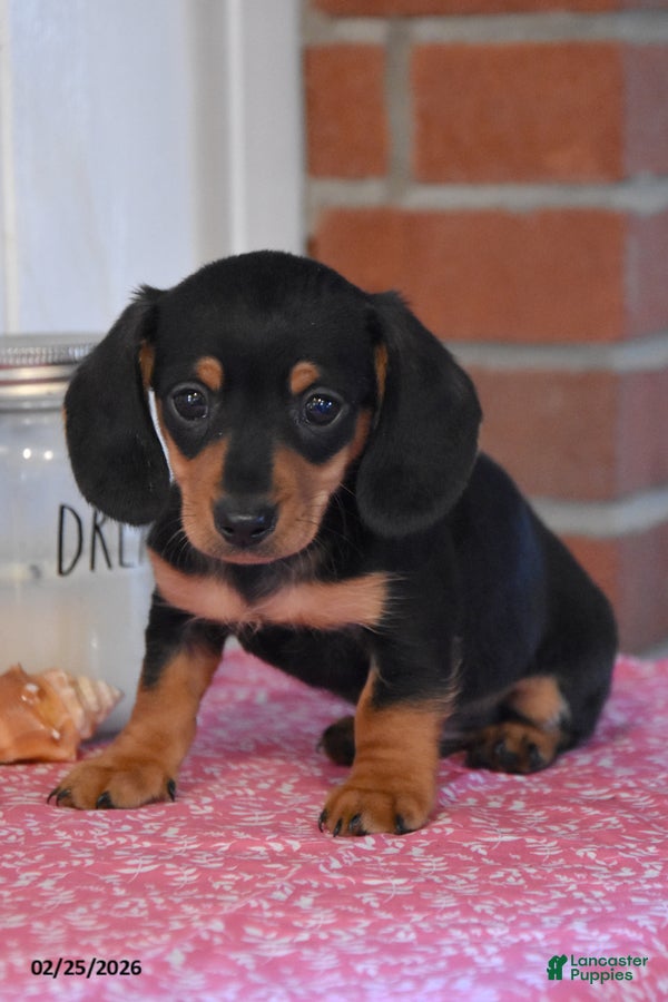 Miniature Dachshund dogs Jamin - Ad 1