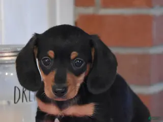 Miniature Dachshund dogs for sale: Jamin - Ad 2