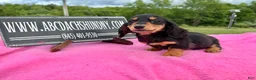 Miniature Dachshund dogs for sale: Russian -Sale - Ad 3