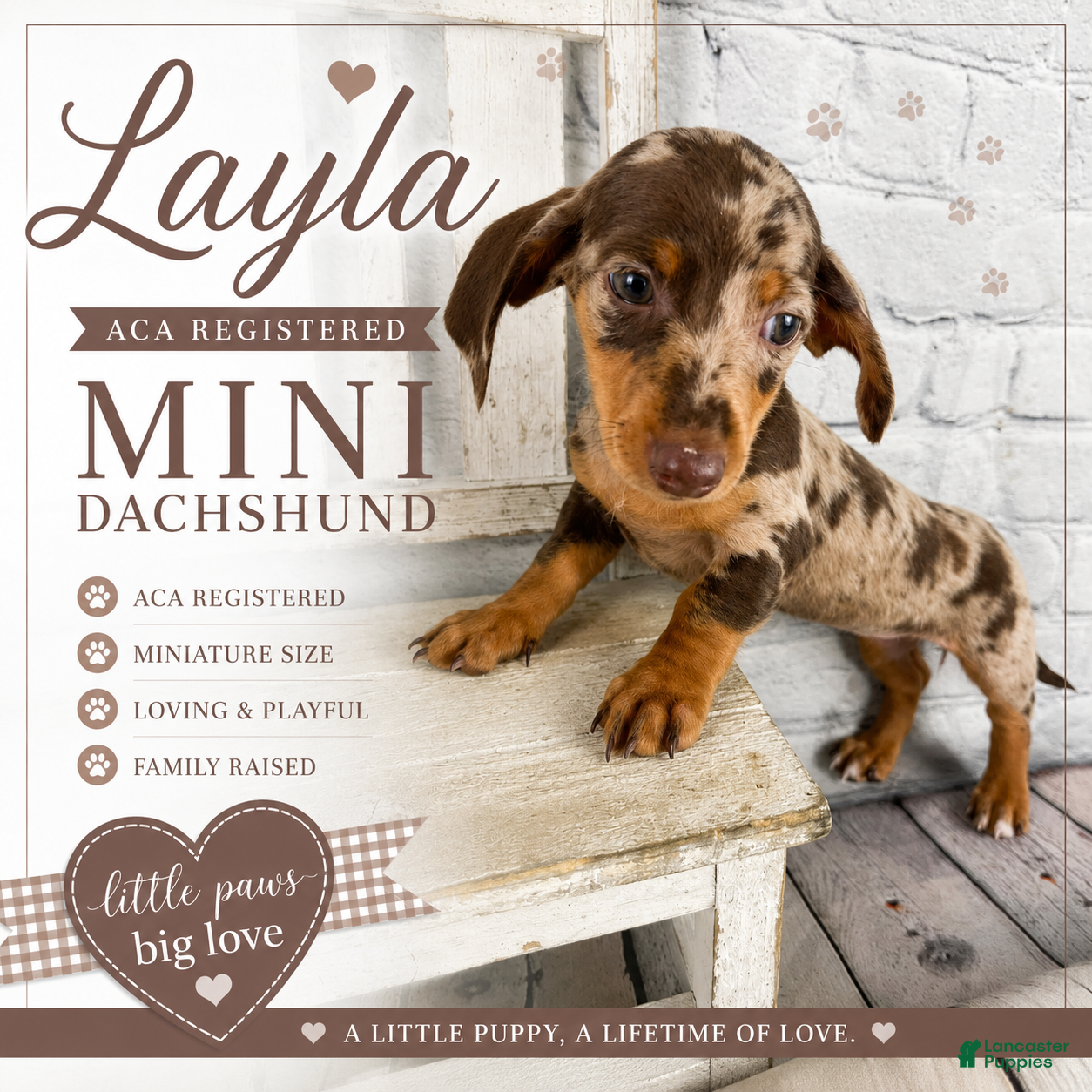 Miniature Dachshund dogs Layla - Ad 1