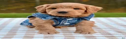 Goldendoodle dogs for sale: Biscotti-mini  - Ad 6