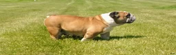 English Bulldog dogs for sale: English Bulldog 1 - Ad 7