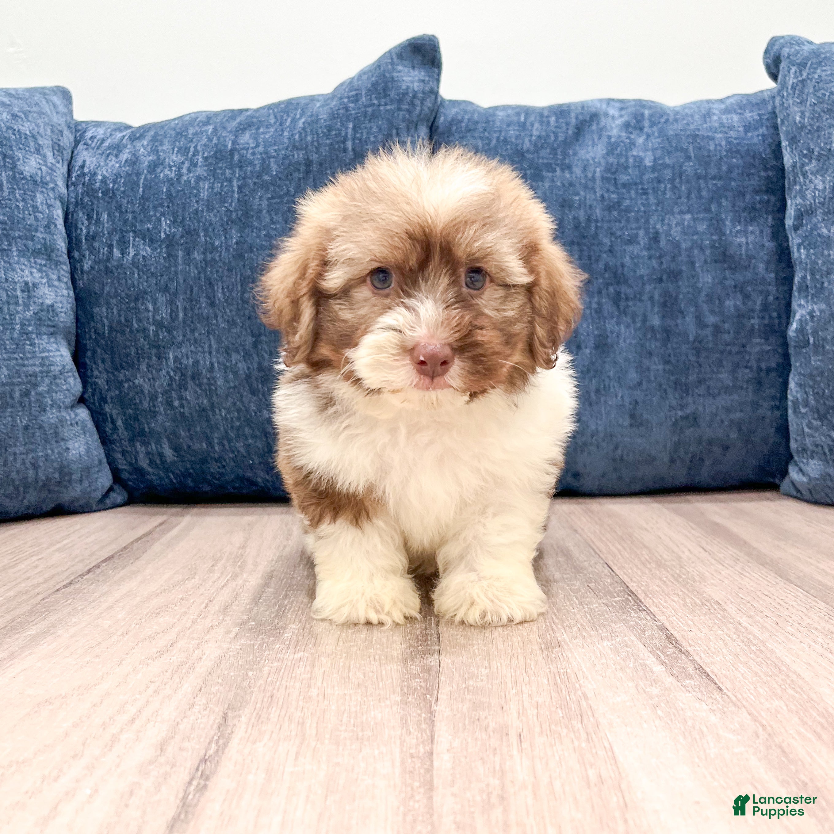 Havanese dogs Ezra - Ad 1