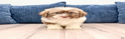 Havanese dogs for sale: Ezra - Ad 1