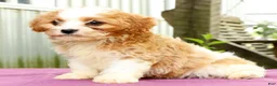 Cavapoo dogs for sale: Rex - Ad 9