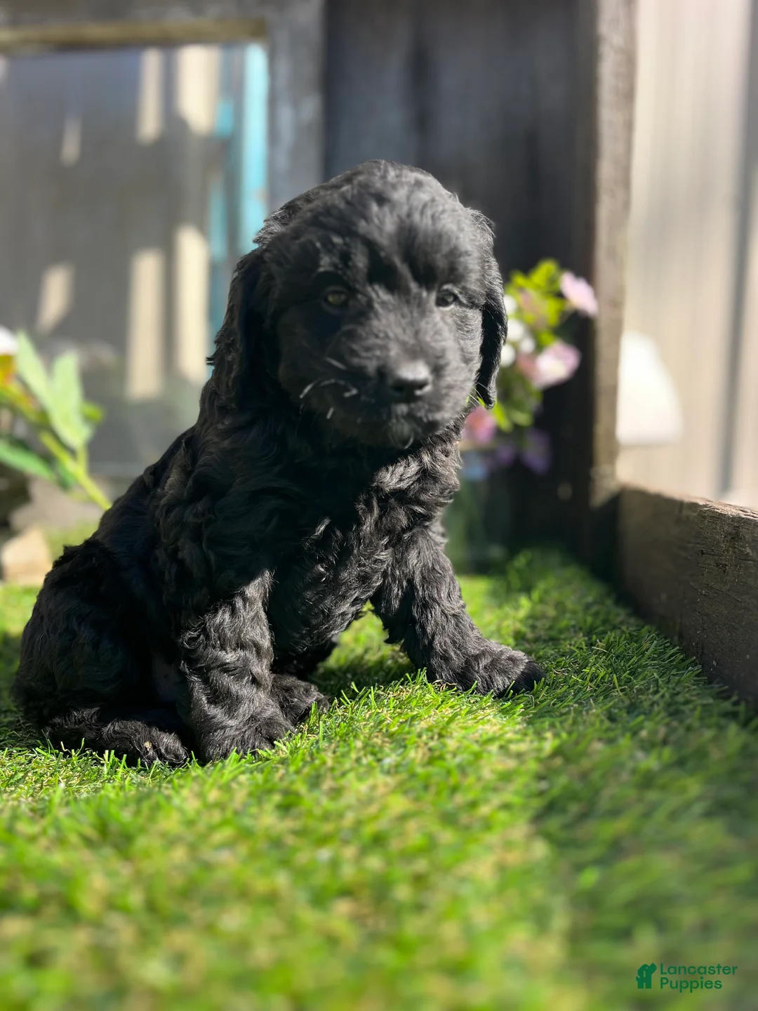 Mini Goldendoodle dogs for sale:  Bodie - Ad 1