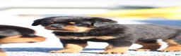 Rottweiler dogs for sale: Sugar - Ad 4