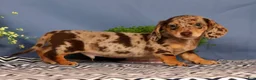 Miniature Dachshund dogs for sale: Jakey - Ad 6