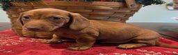 Dachshund dogs for sale: Tucker - Ad 1