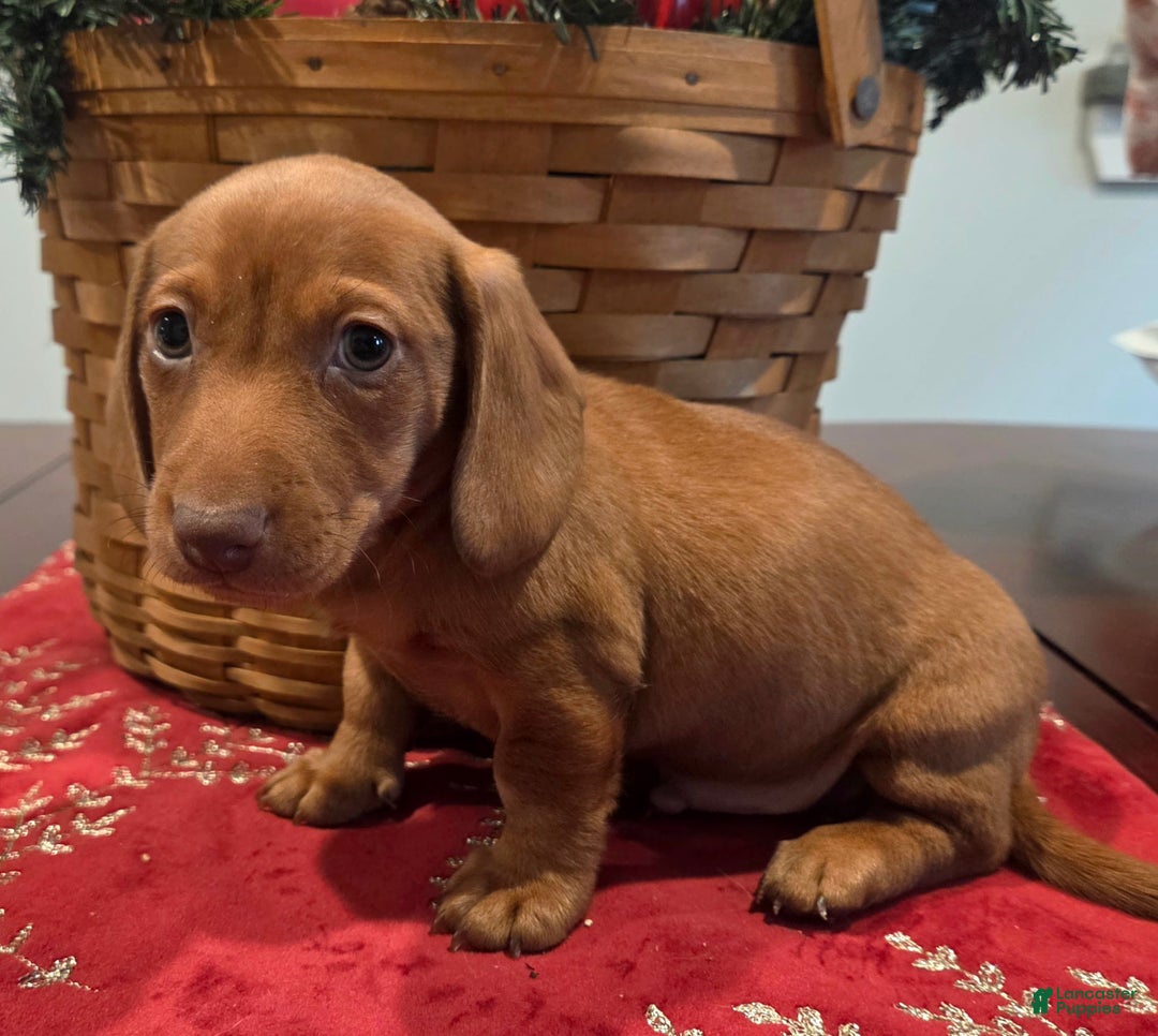 Dachshund dogs for sale: Tucker - Ad 1
