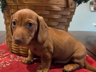 Dachshund dogs Tucker - Ad 13