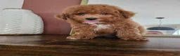 Mini Goldendoodle dogs for sale: Pippin - Ad 6