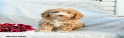 Mini Goldendoodle dogs for sale: Mabel - Ad 9