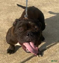 American Bully dogs for sale: American Bully Puppy 1 - Ad 4