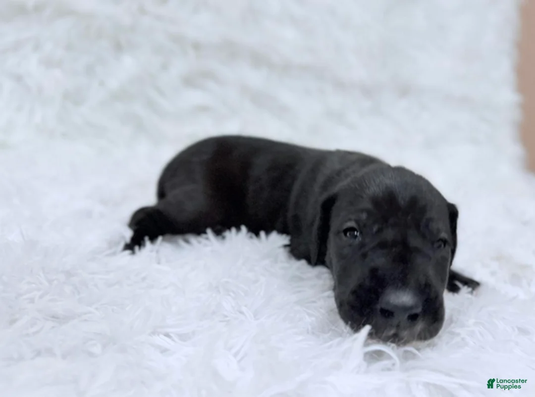 Great Dane dogs for sale: Luna Lovegood - Ad 1