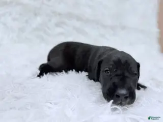 Great Dane dogs Luna Lovegood - Ad 2