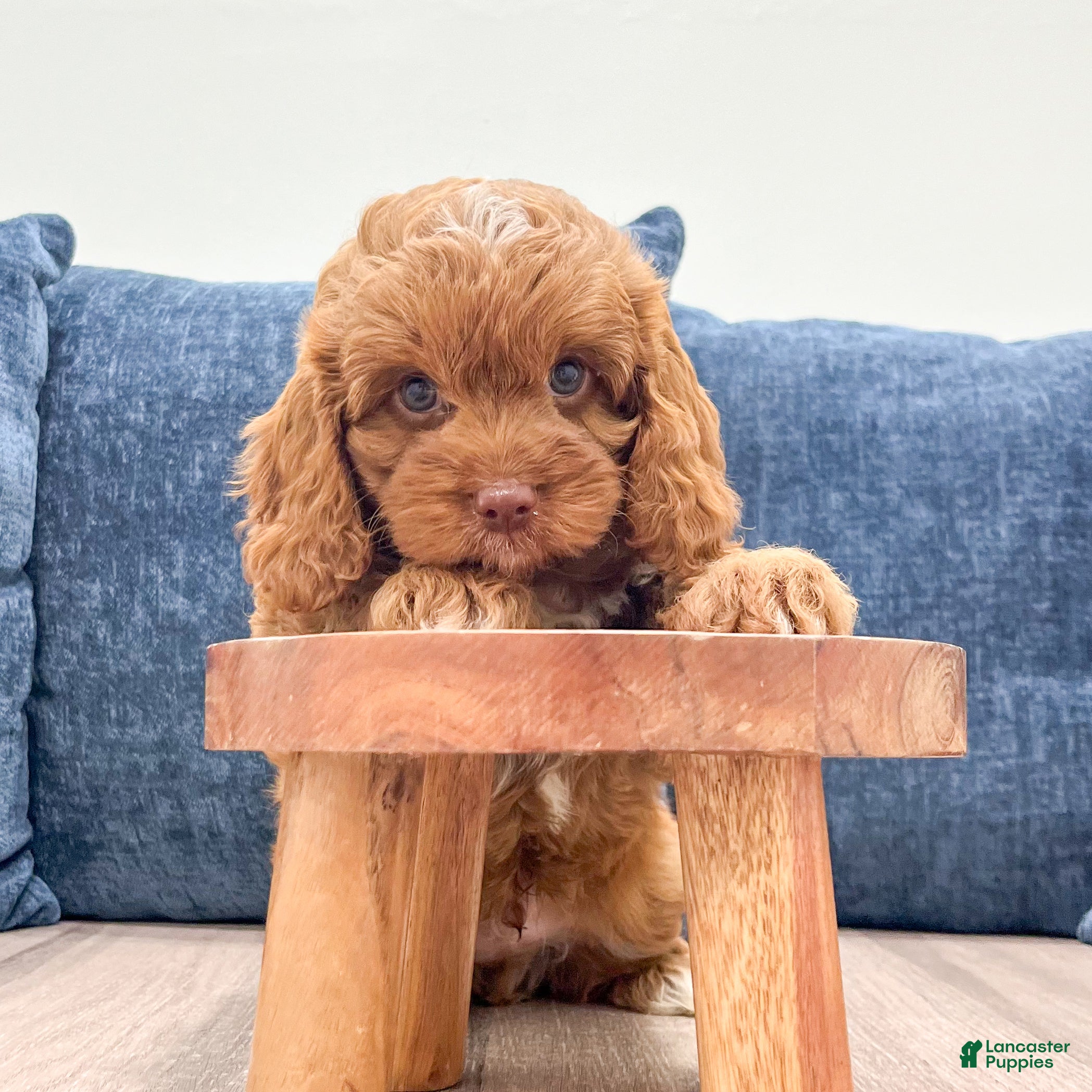 Cavapoo dogs Duke - Ad 2
