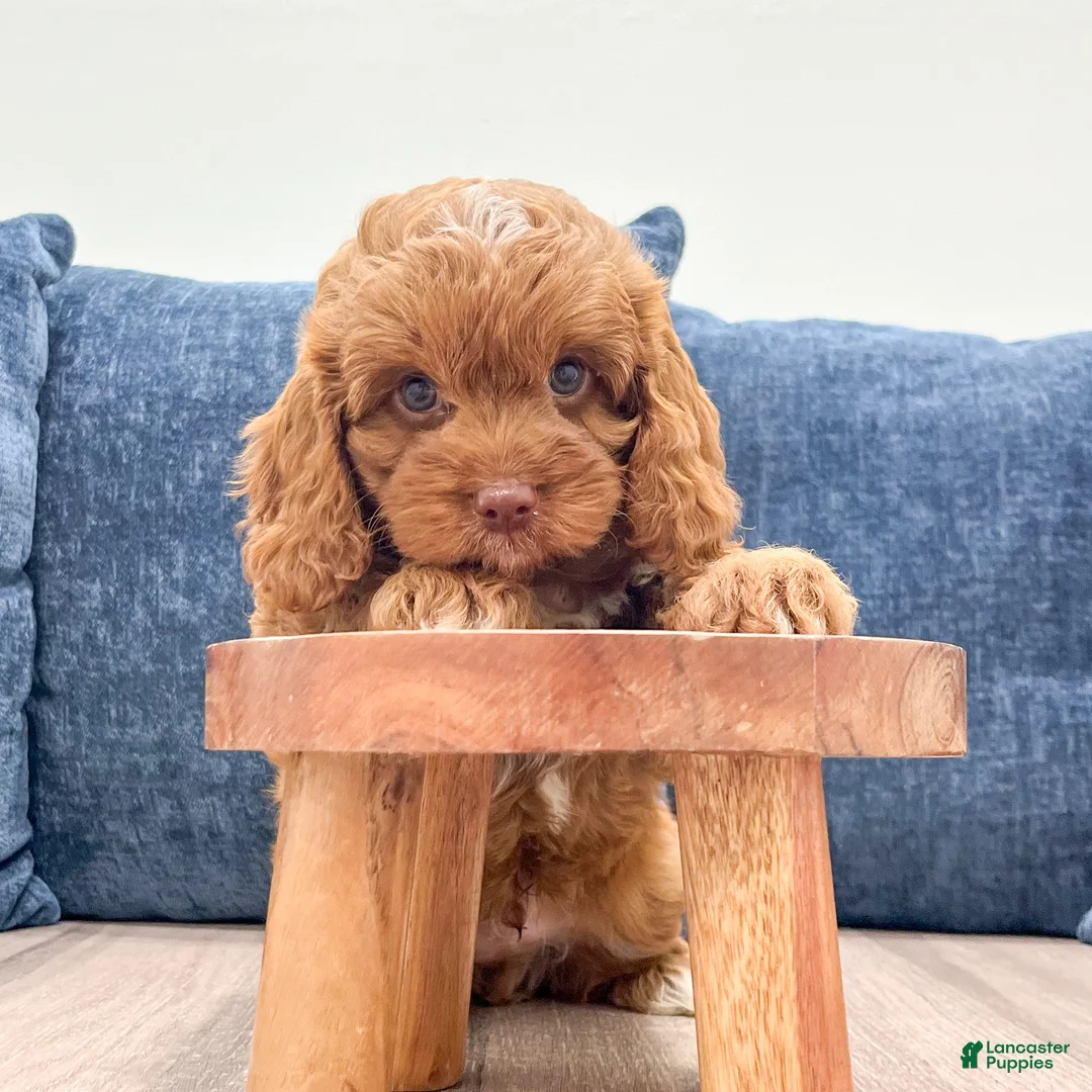 Cavapoo dogs for sale: Duke - Ad 2