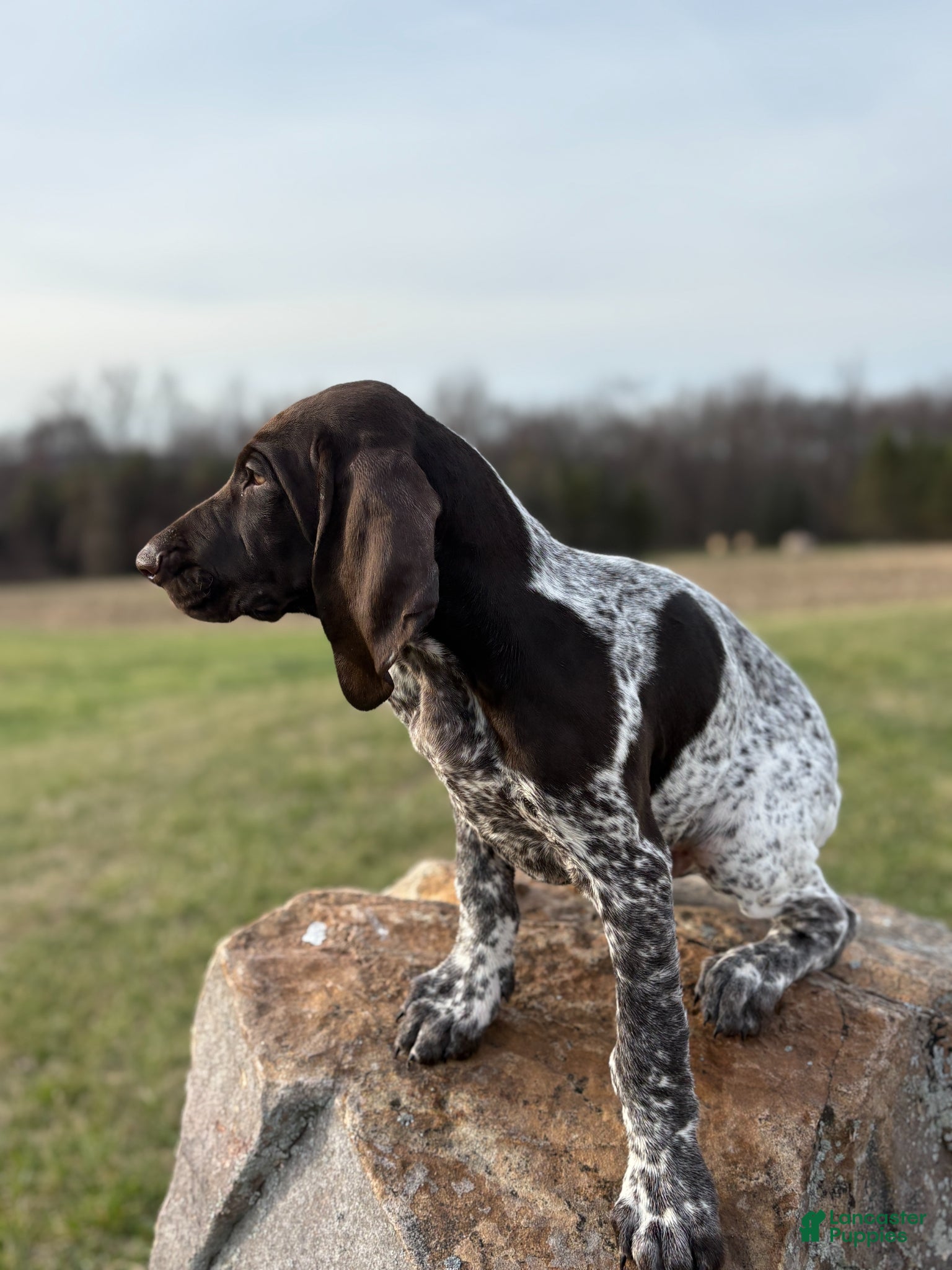 German Shorthaired Pointer dogs German Shorthaired Pointer Puppy 1 - Ad 1