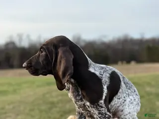German Shorthaired Pointer dogs for sale: German Shorthaired Pointer Puppy 1 - Ad 1