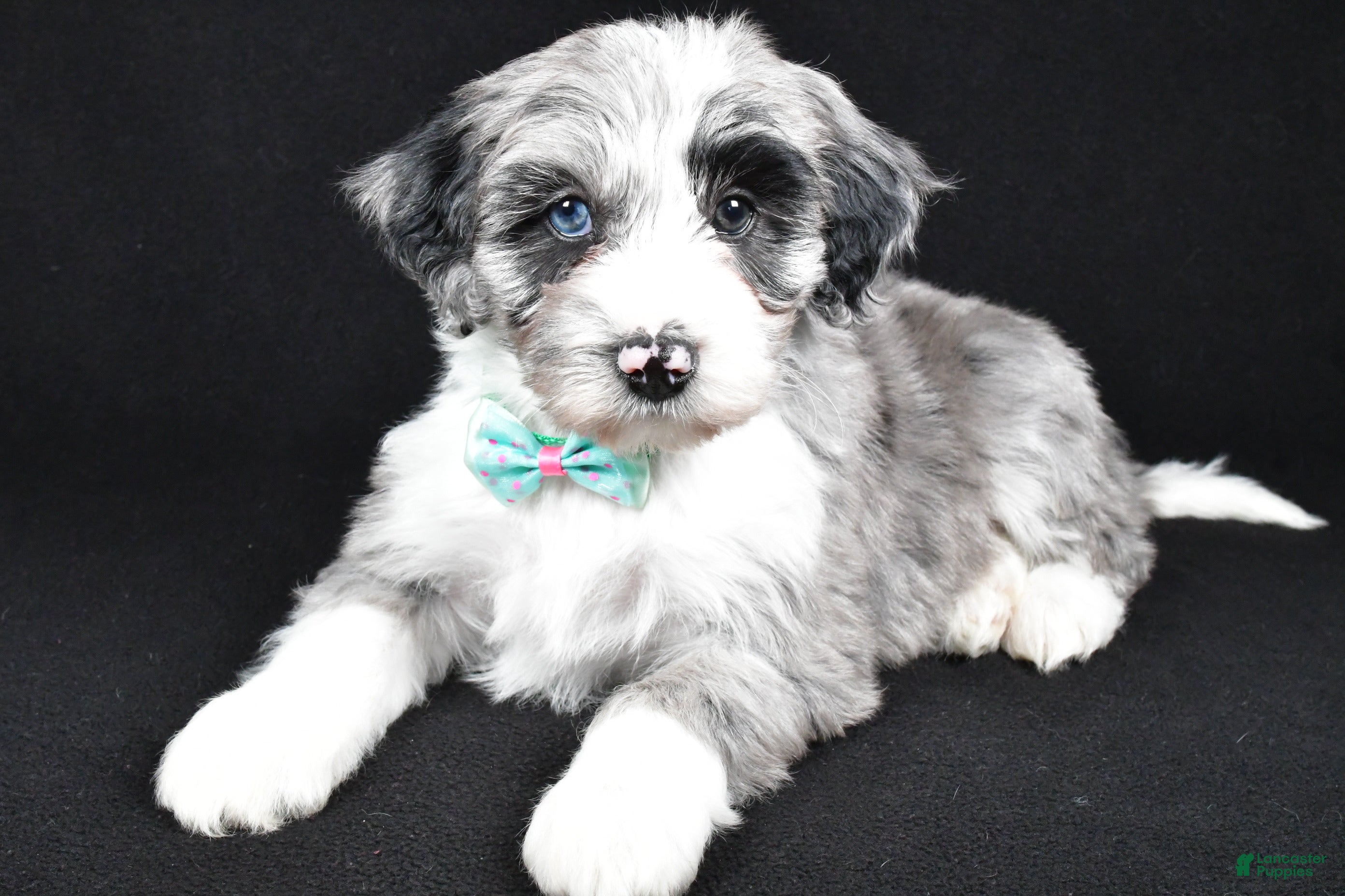 Sheepadoodle dogs Chase - Ad 9
