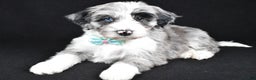 Sheepadoodle dogs for sale: Chase - Ad 1