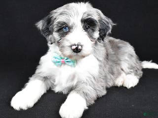 Sheepadoodle dogs Chase - Ad 22