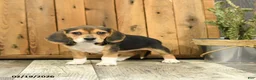 Beagle dogs for sale: Missy - Ad 4