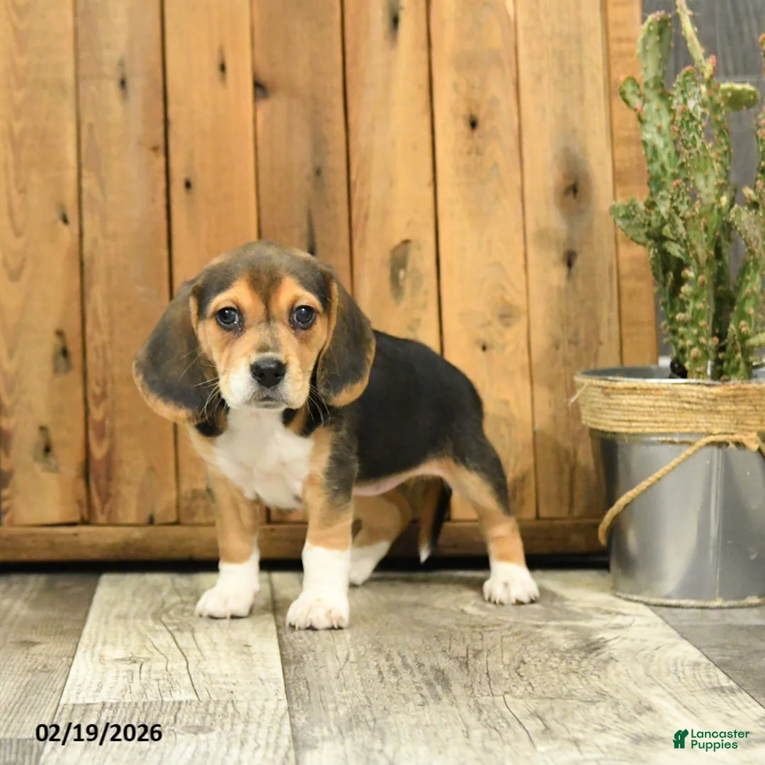Beagle dogs for sale: Missy - Ad 4