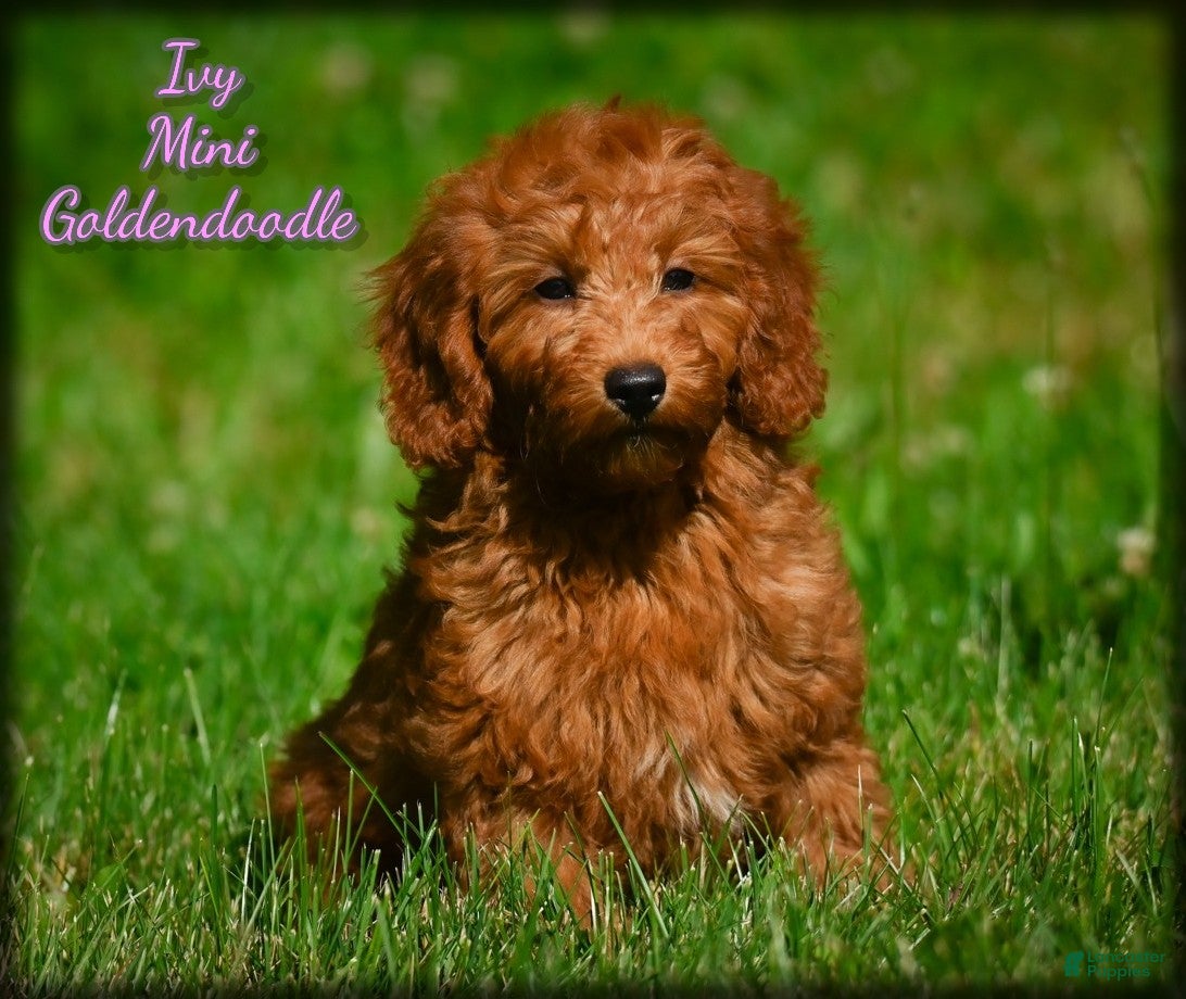 Mini Goldendoodle dogs Ivy - Ad 1