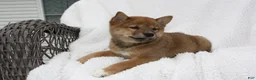 Shiba Inu dogs for sale: Kira - Ad 5