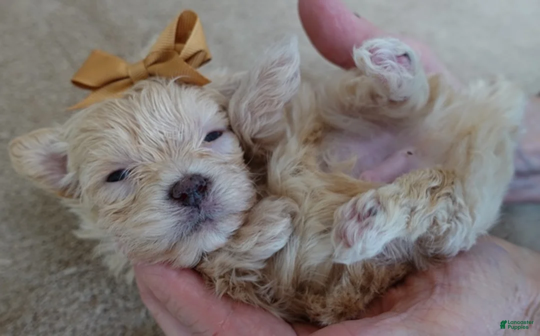 Maltipoo dogs for sale: Micro Teacup Kyro  - Ad 11